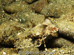 Is my Lip Gloss too Bright... Anilao Philippines - Olympu... by Adrian Schokman 